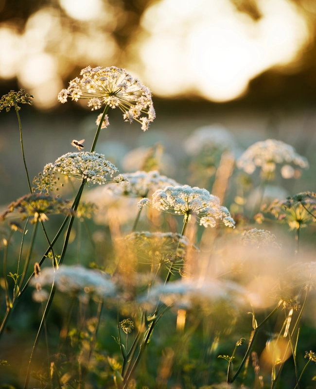 Blommor sommar äng.webp